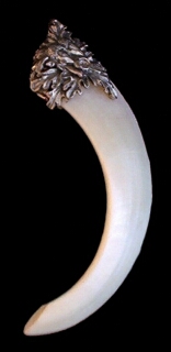 Boar Tusk