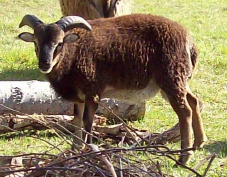 Soay Sheep