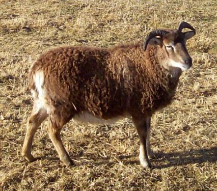 Soay Sheep