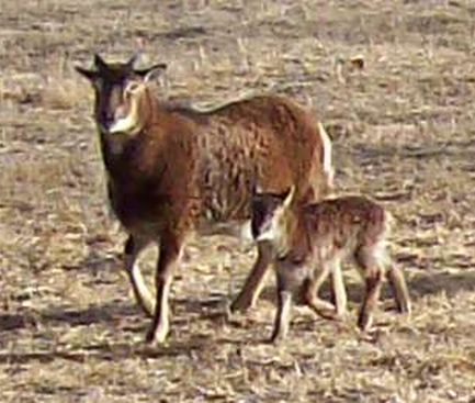 Sheep