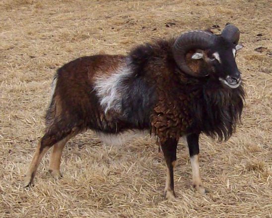 Soay Sheep