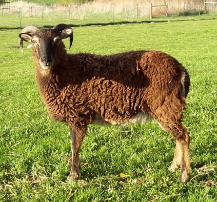 Soay Sheep