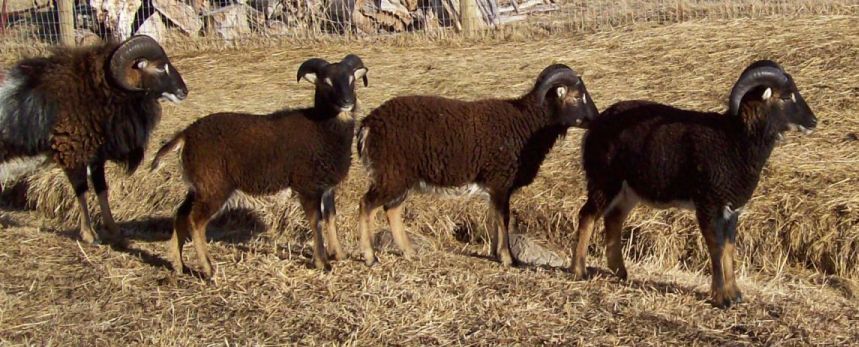Sheep Rams