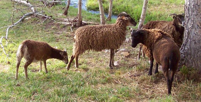 Soay SHeep