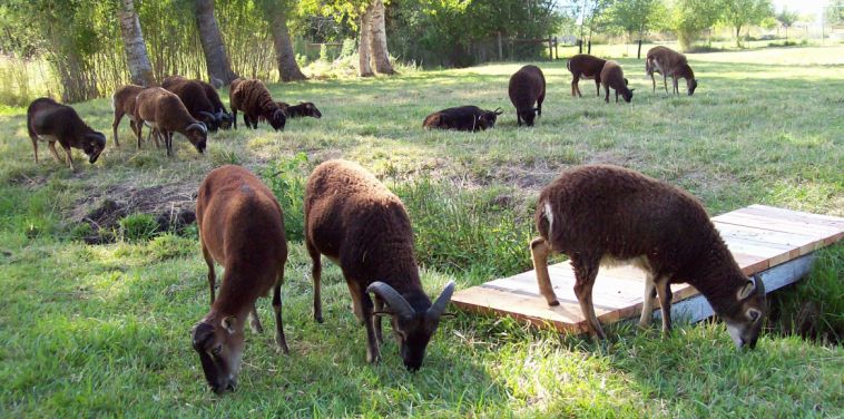 Soay Sheep