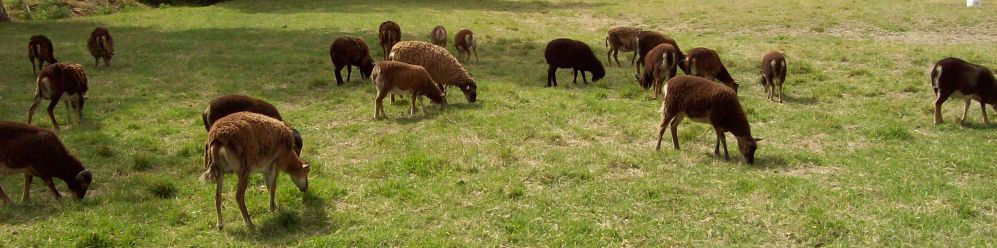 Soay Sheep