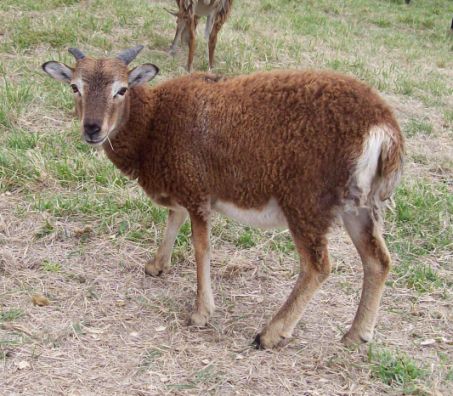 Soay Sheep