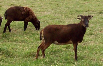 Soay Sheep
